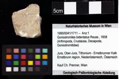 Foto (Objket + Etiketten) von Cyclothyreus sp. 